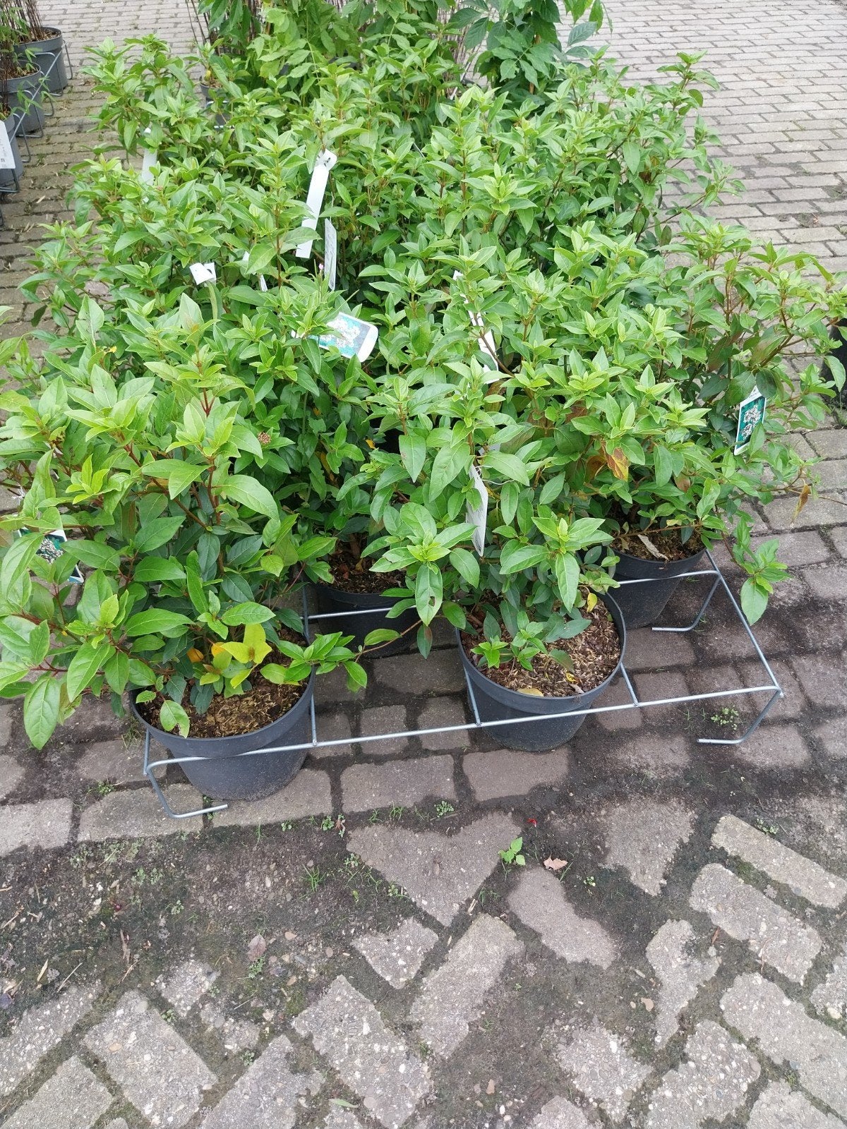 Viburnum Tinus - Wintergroene Sneeuwbal, Ophalen, Overige soorten, Halfschaduw