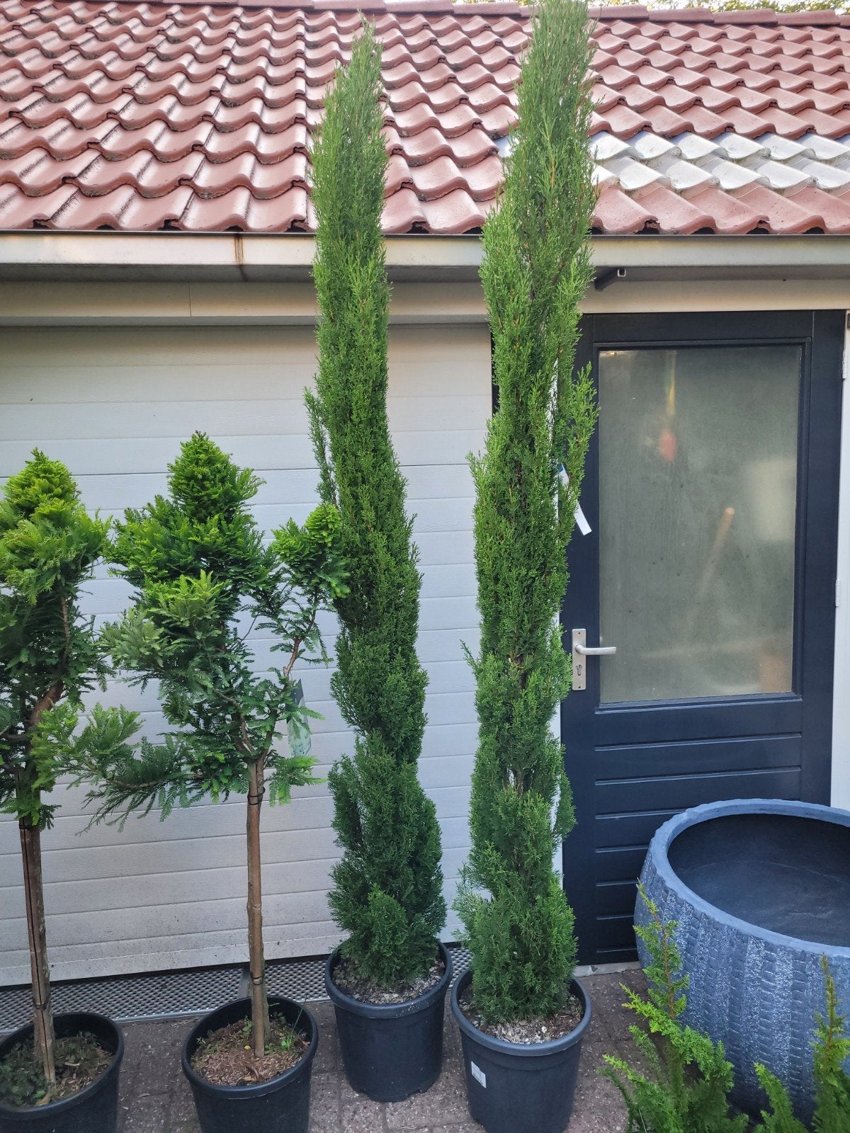 Cupressus Totem 2m+ - Slanke Italiaanse Cipres, Volle zon, Vaste plant, Bloeit niet, Ophalen