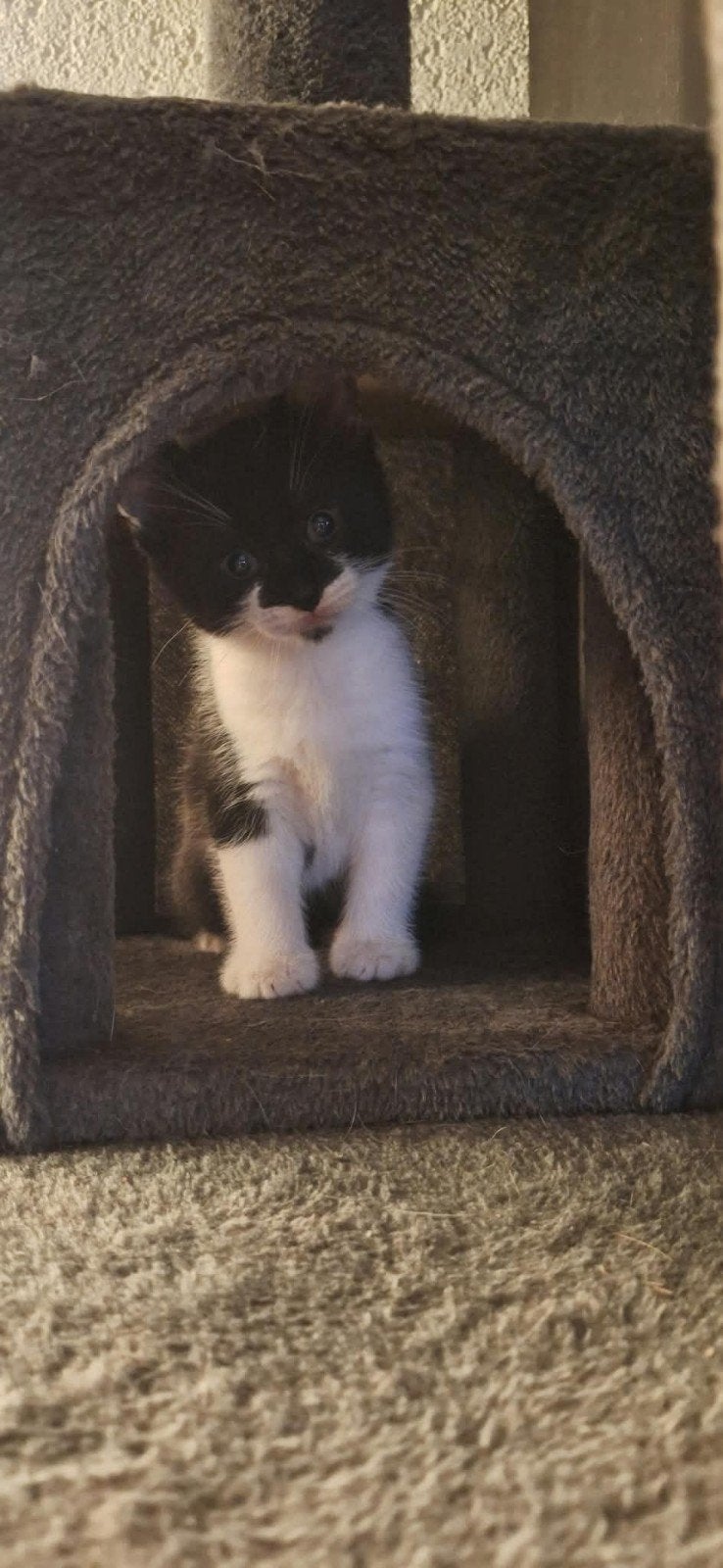 2 mooie kittens, Meerdere dieren, Kortharig, 0 tot 2 jaar