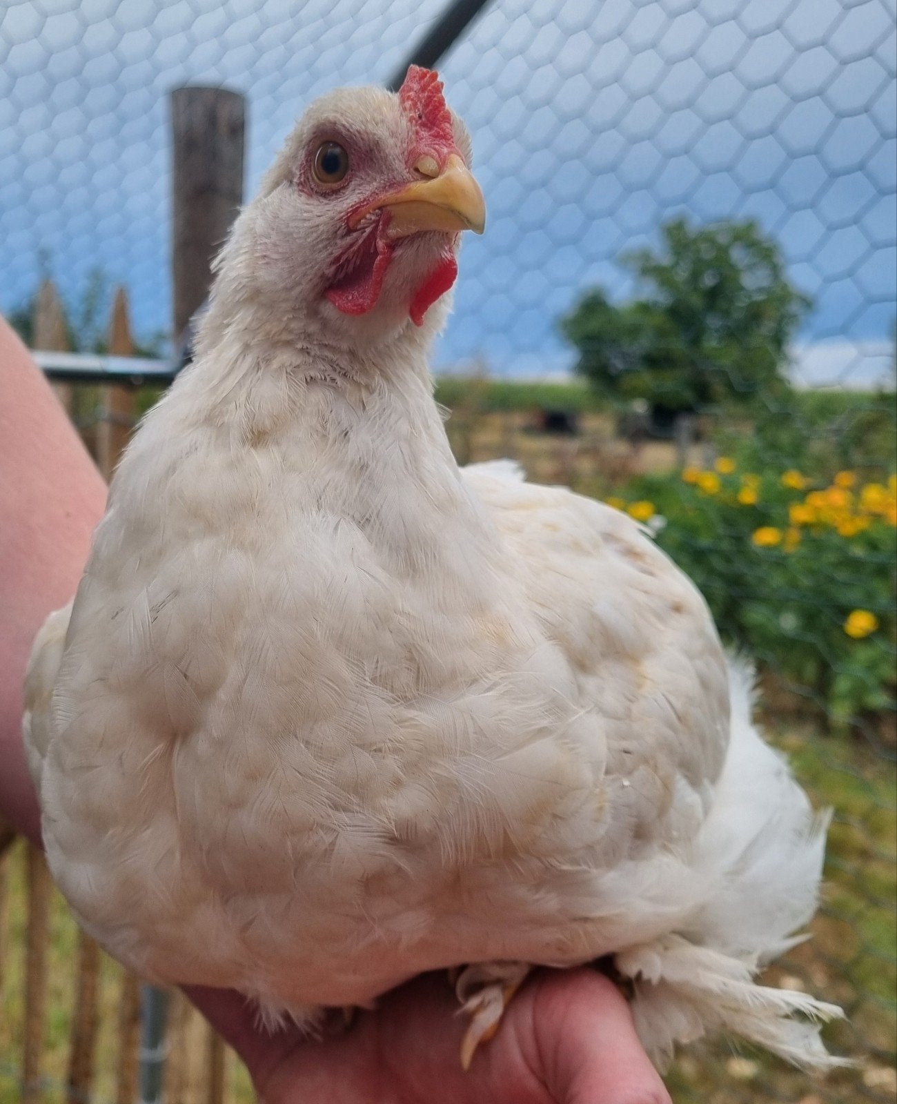 Lief Brahma kleurlegger haantje, Dieren en Toebehoren, Mannelijk, Kip