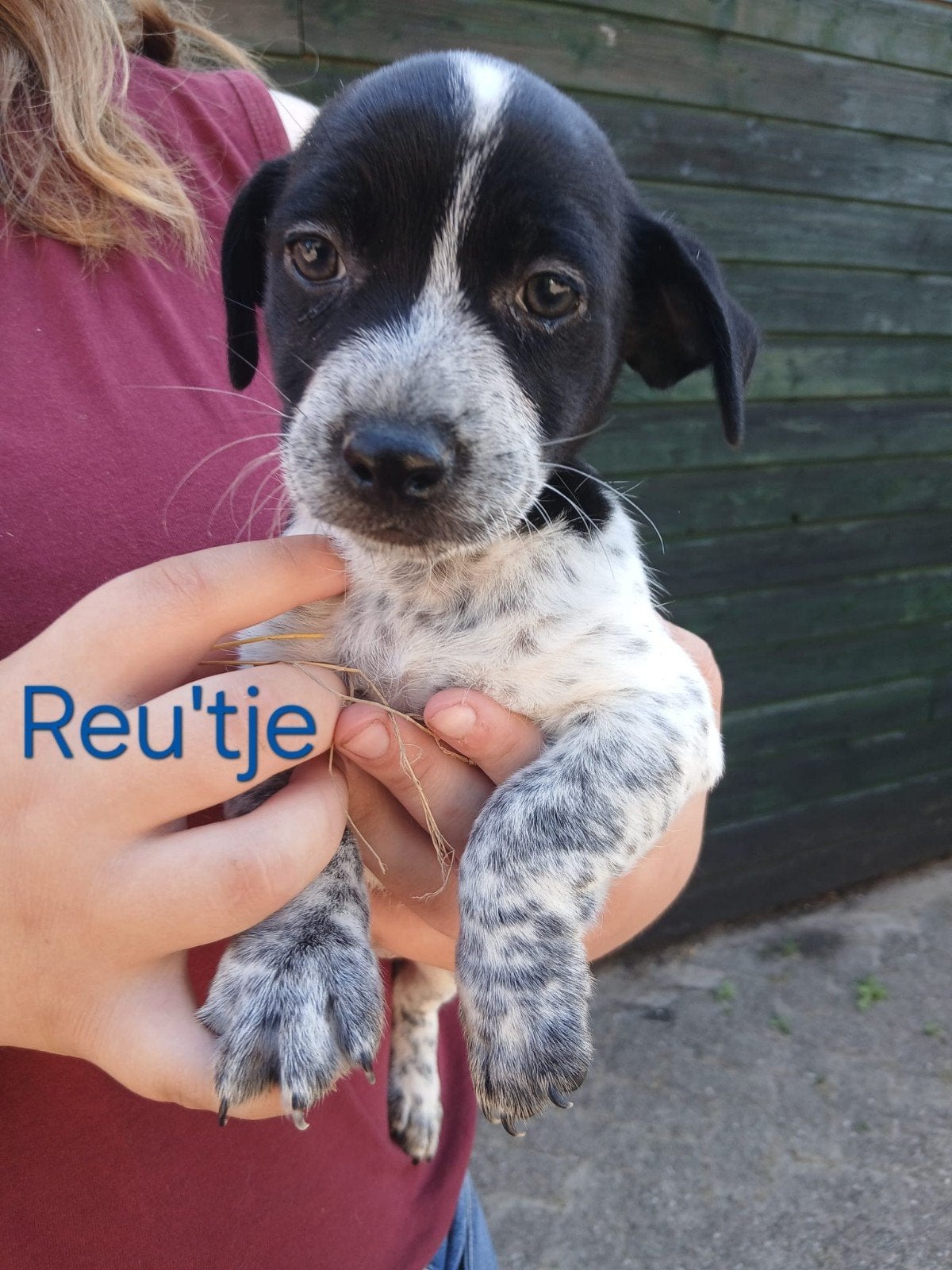 nog 2  mooie jack russel pups te koop, Jack Russell Terriër, 8 tot 15 weken, Parvo, Meerdere