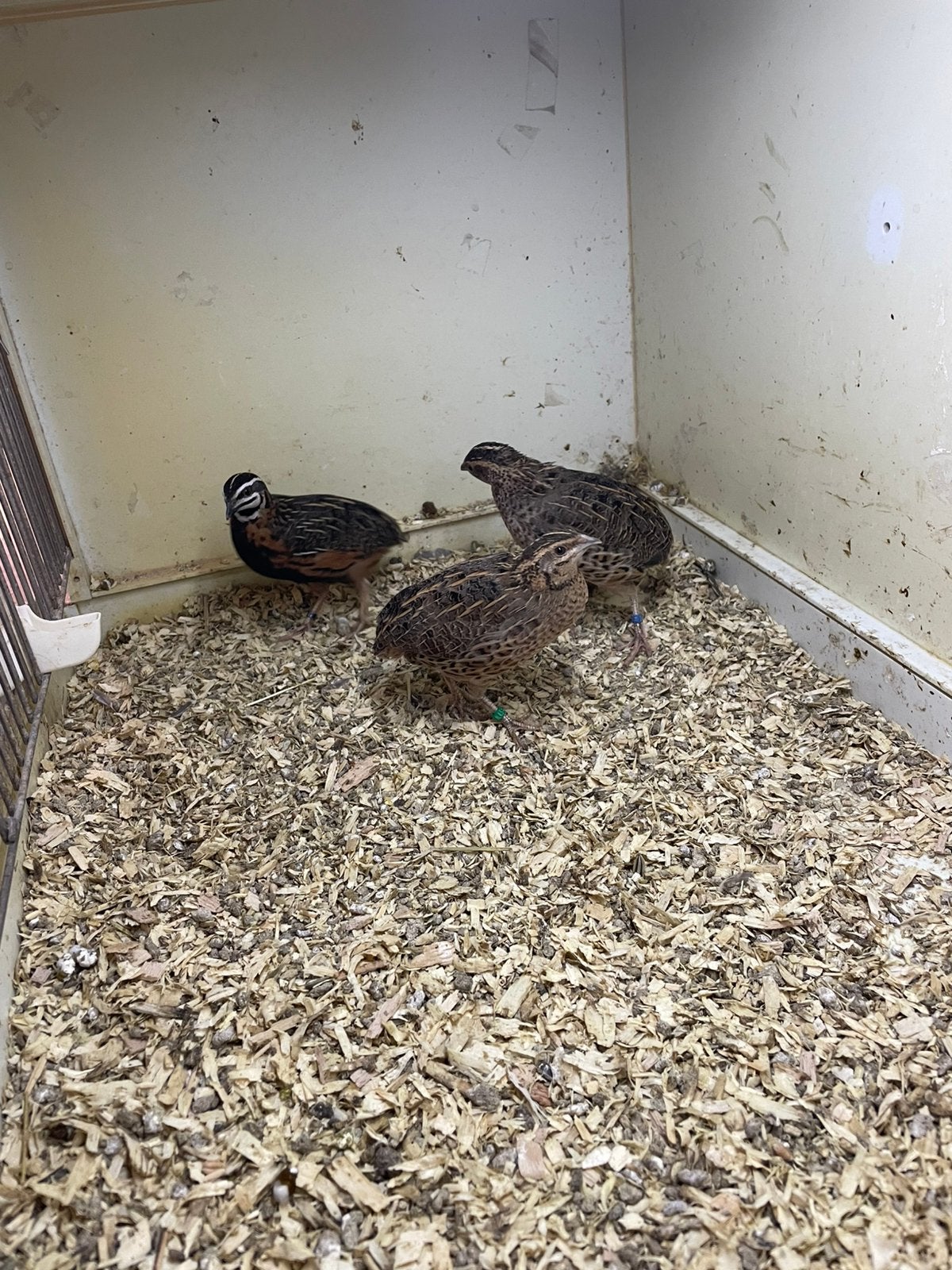 Harlekijn Kwartel koppels, Dieren en Toebehoren, Meerdere dieren