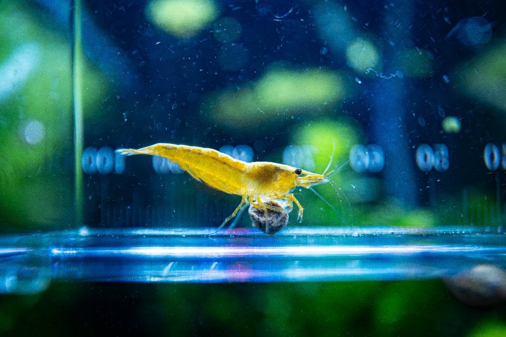 Yellow Backstripe Garnalen (High Grade), Dieren en Toebehoren, Kreeft, Krab of Garnaal, Zoetwatervis