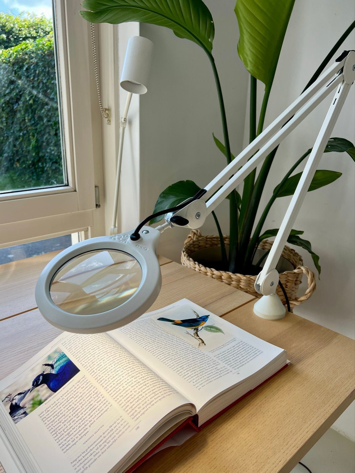 Luxo LFM LED G2 700lm LED loeplamp, Ophalen, Zo goed als nieuw, Loeplamp