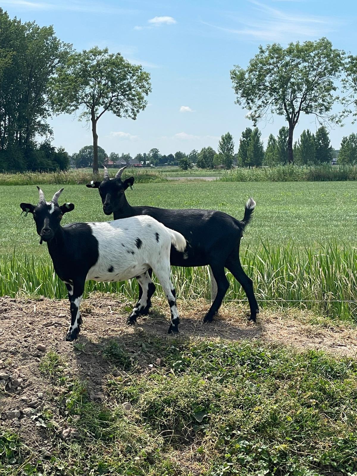 Dwerggeitjes, Dieren en Toebehoren, Meerdere dieren, Geit, 0 tot 2 jaar