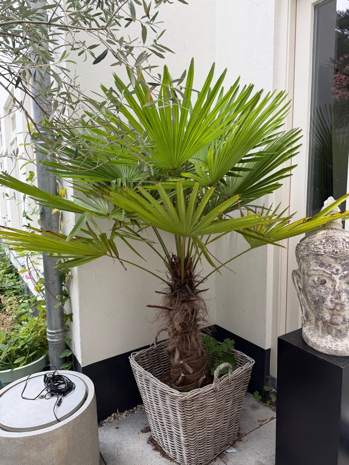 Mooie winterharde palmboom - Ideaal voor tuin of terras, Volle zon, Vaste plant, Bloeit niet, Ophalen