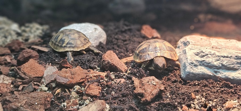 2 jonge Griekse landschildpadden + compleet Juwel terrarium Tortoise photo 4