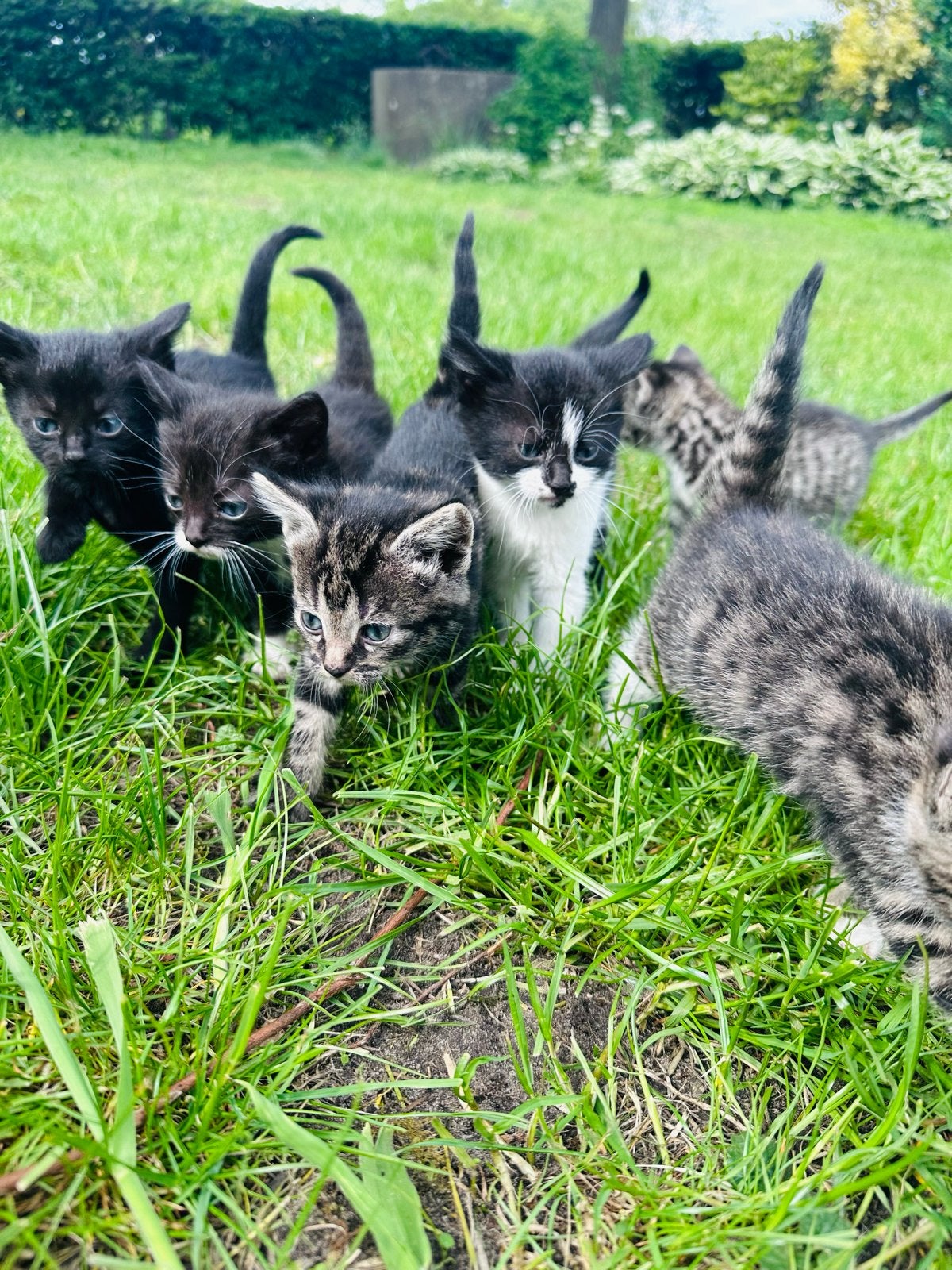 Lieve baby poesjes!, Poes