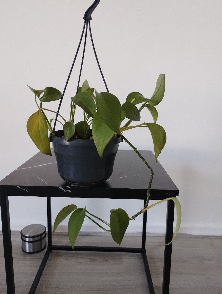 Pothos hangplant, Ophalen, Halfschaduw, Minder dan 100 cm