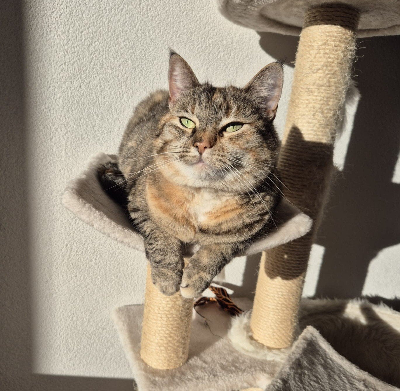 Poes Maui zoekt een nieuw huis., Dieren en Toebehoren, Katten en Kittens | Overige Katten, Poes, Kortharig, 6 jaar of ouder