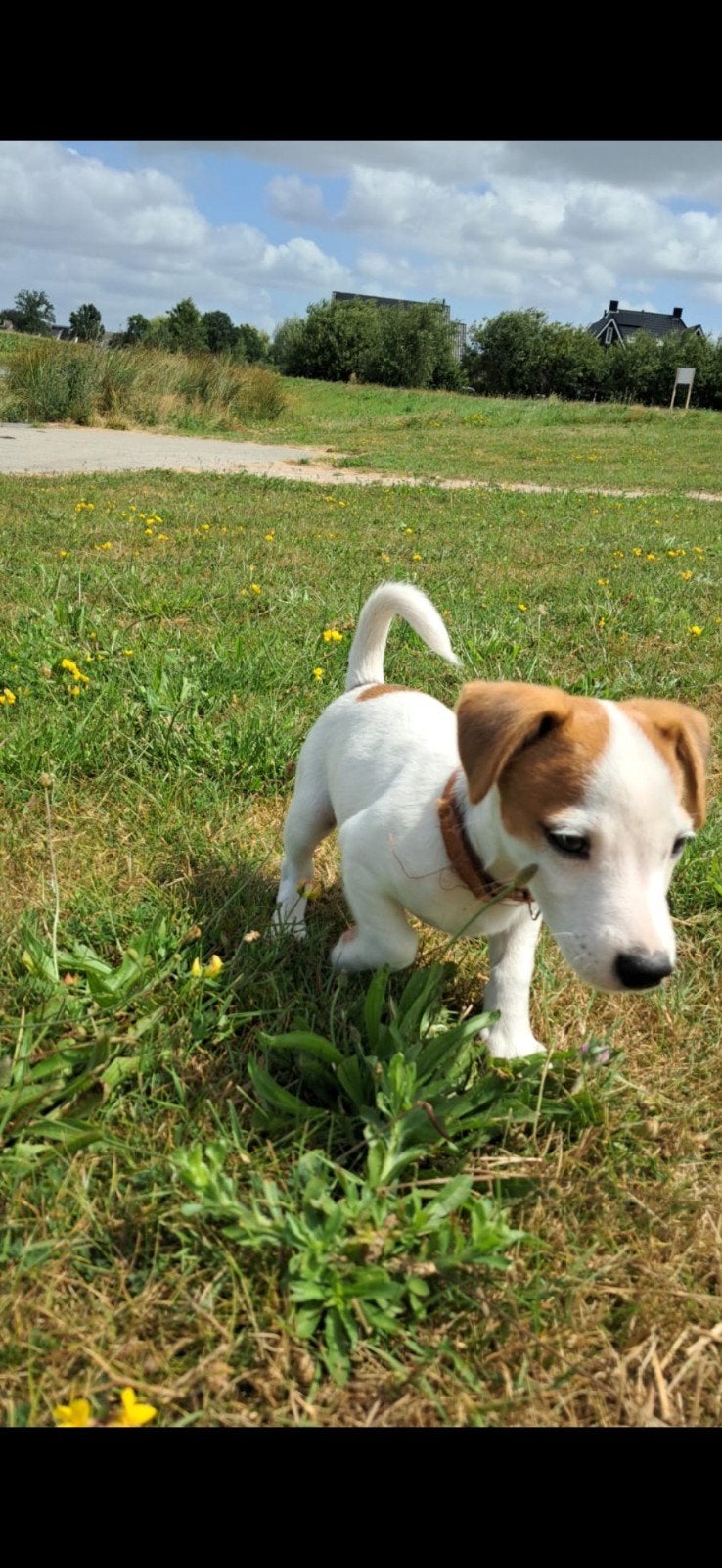 Jack russel reu 5 maand, Reu, Eén hond, Nederland, Particulier