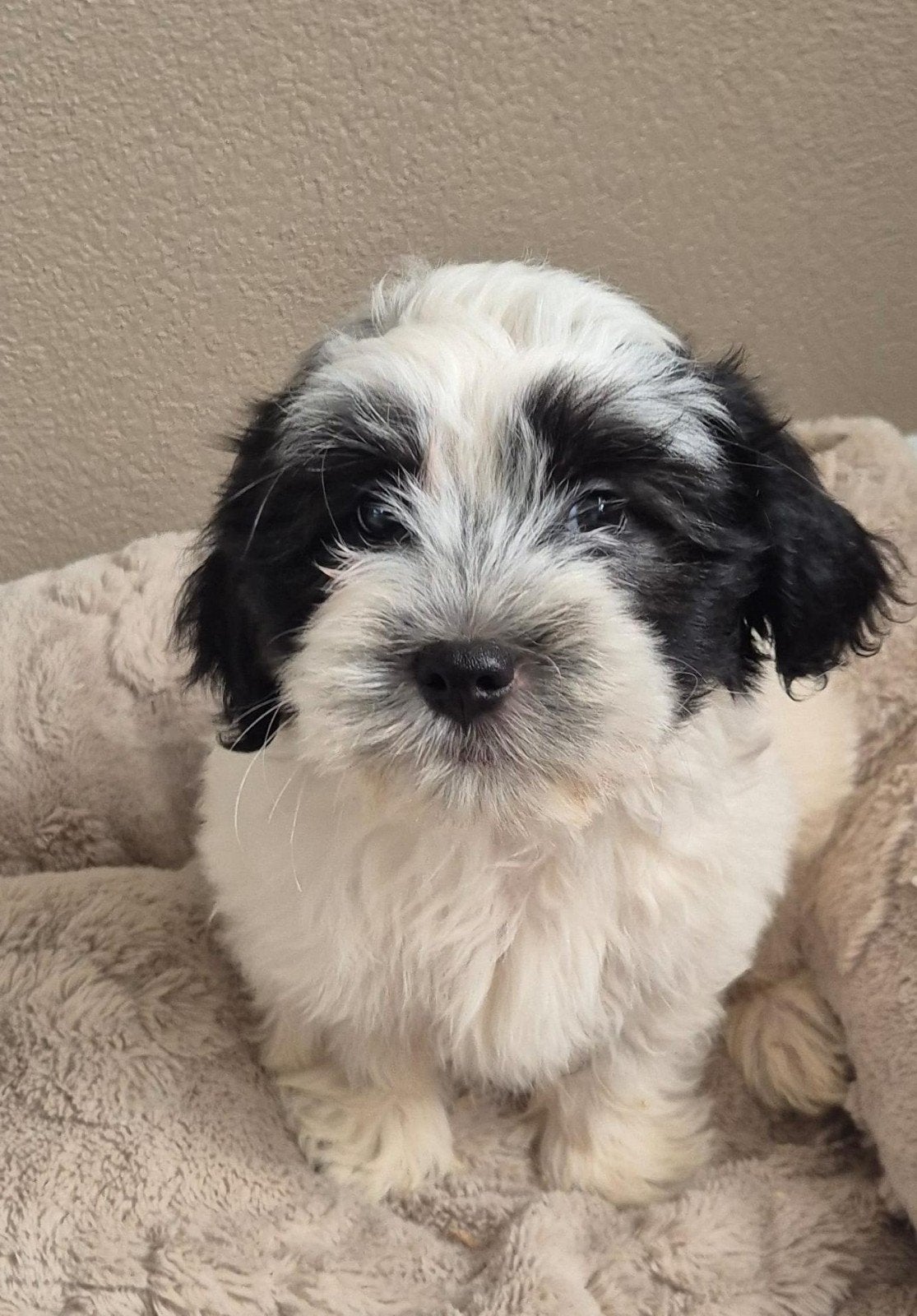 Leuke boomer pups te koop, 8 tot 15 weken, Meerdere, Meerdere dieren, Klein