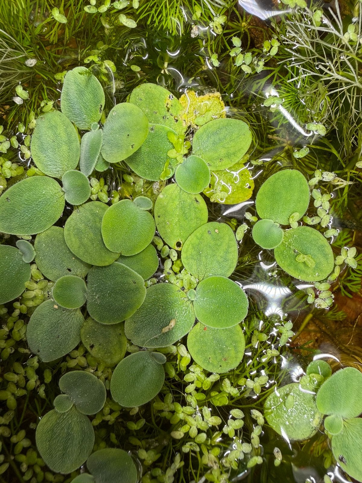 Aquarium Paludarium water sla, Ophalen of Verzenden, Zo goed als nieuw, Plant(en), Steen of Hout