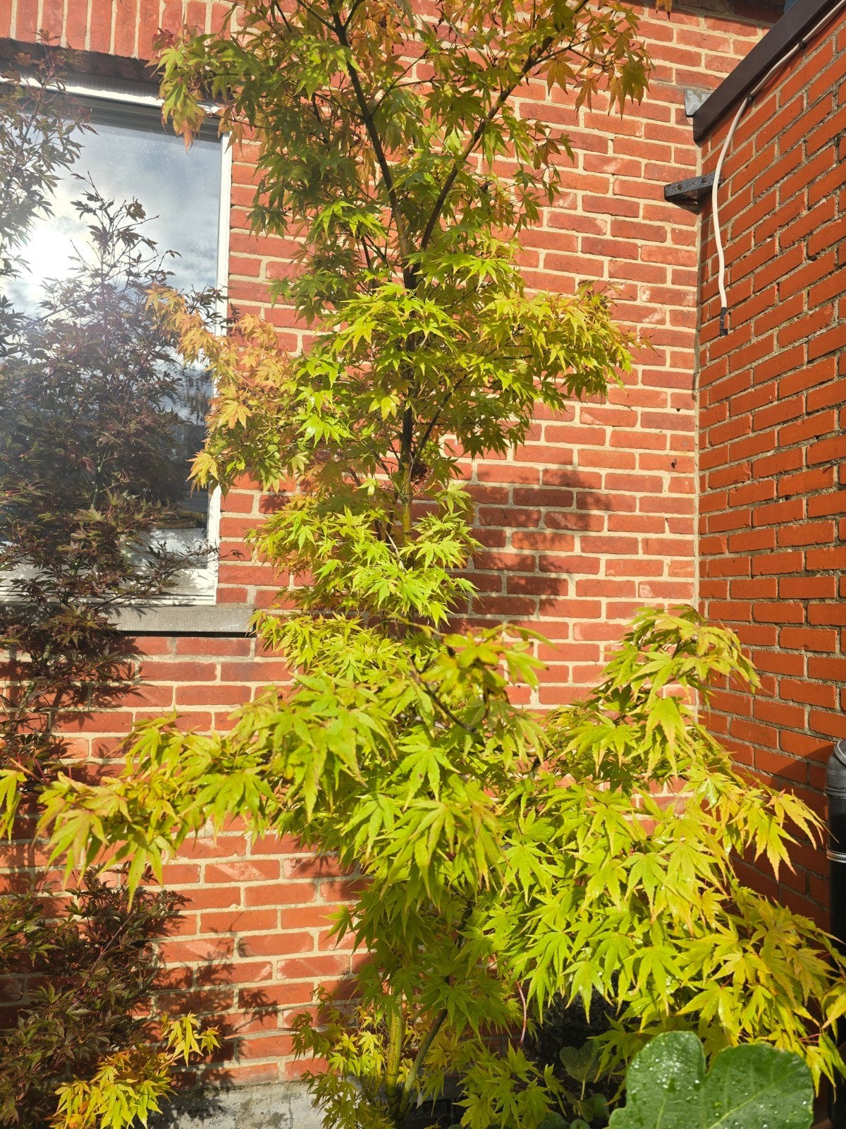 Acer Palmatum Japanse esdoorns, Ophalen, Bloeit niet, Halfschaduw, Overige soorten
