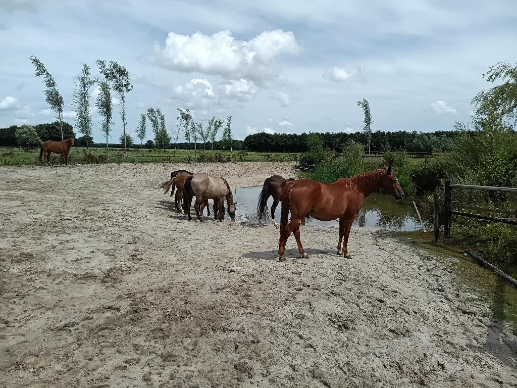 plekje vrij op gezellige paddock paradise aan huis, Dieren en Toebehoren, Stalling en Weidegang, Stalling, 2 of 3 paarden of pony's