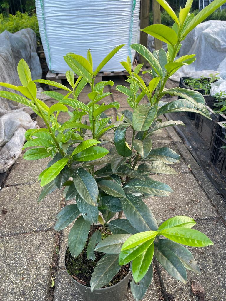 Laurier Genolia in 3 liter pot, smal groeiend soort🪴, Tuin en Terras, Planten | Struiken en Hagen, Ophalen, Laurier, Haag, Minder dan 100 cm