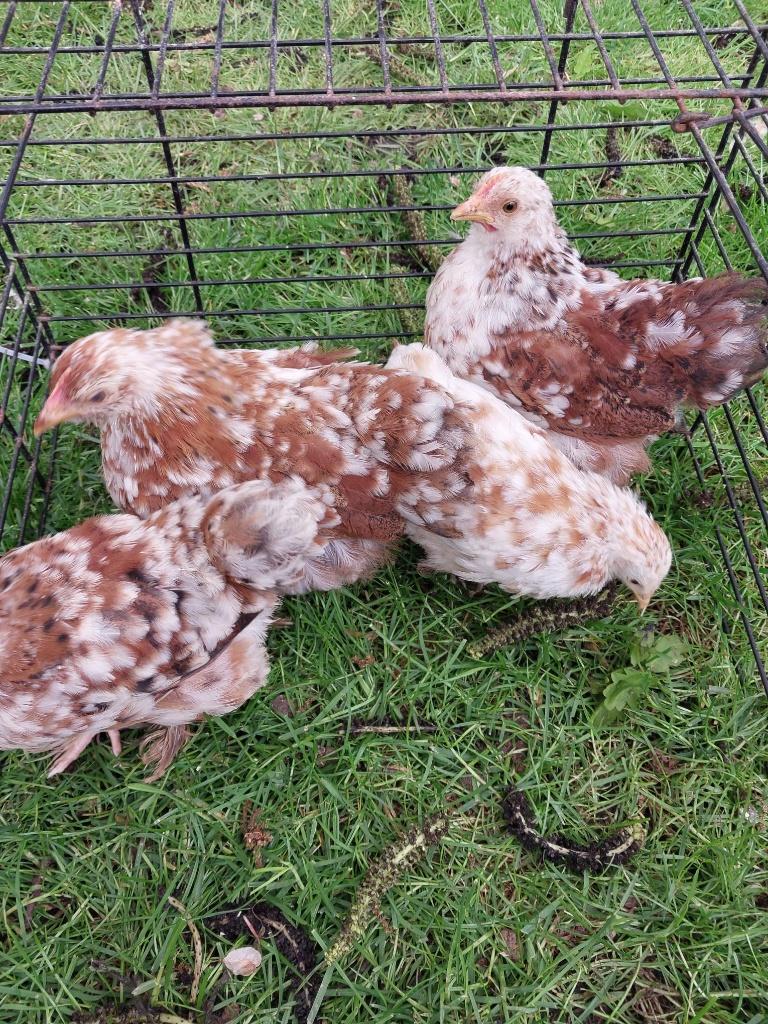 cochin kriel, Dieren en Toebehoren, Pluimvee, Vrouwelijk, Kip