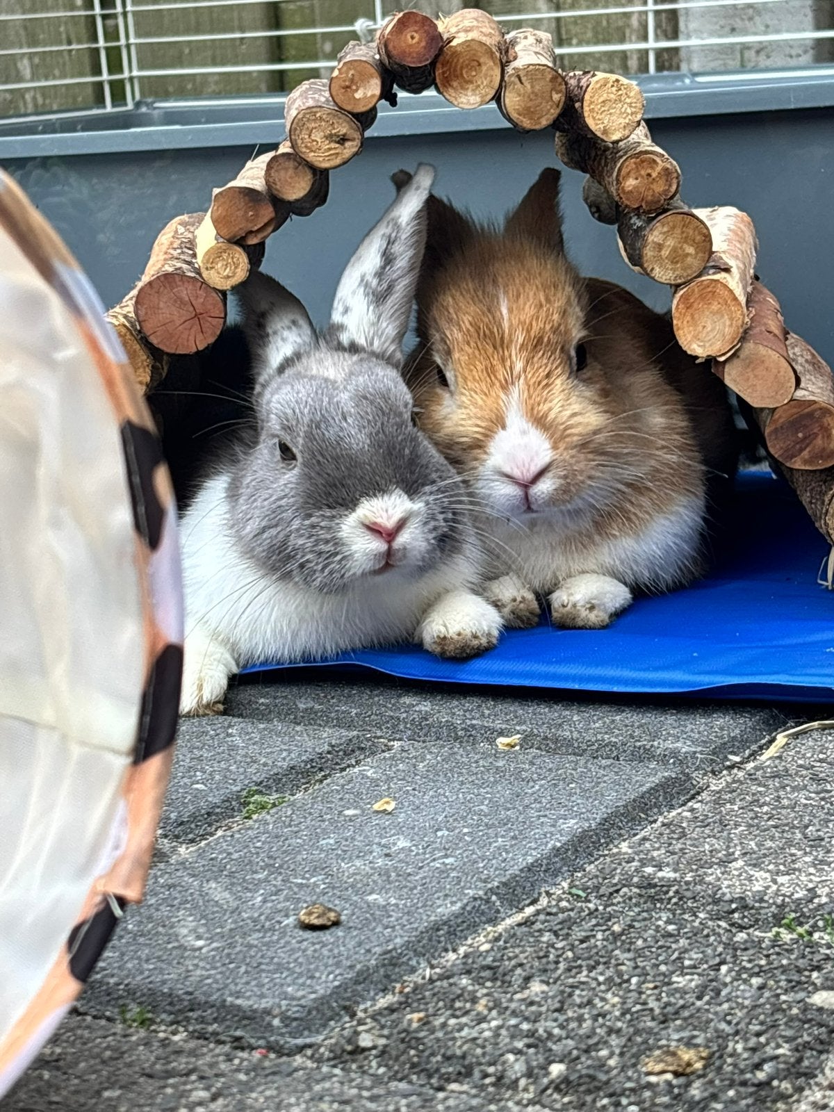 Dwerg Konijnen koppel, Meerdere dieren, Dwerg, 0 tot 2 jaar