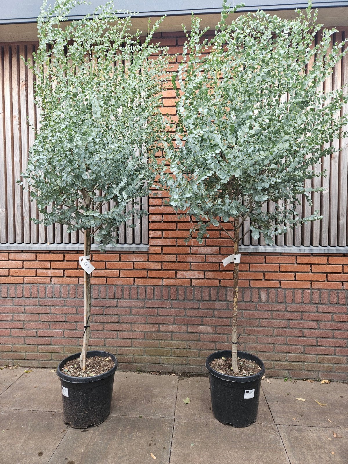 Eucalyptus boom 220 cm hoog - Prachtige geurende plant