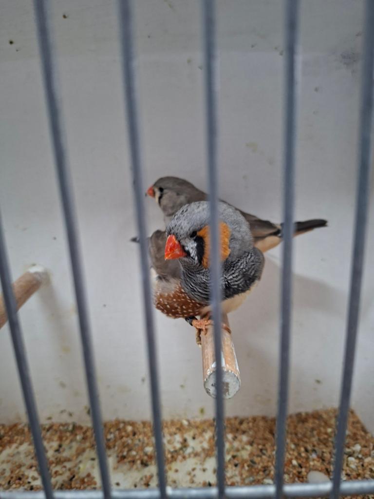 Koppel grijze zebravinken, Dieren en Toebehoren, Vogels | Overige Vogels, Meerdere dieren