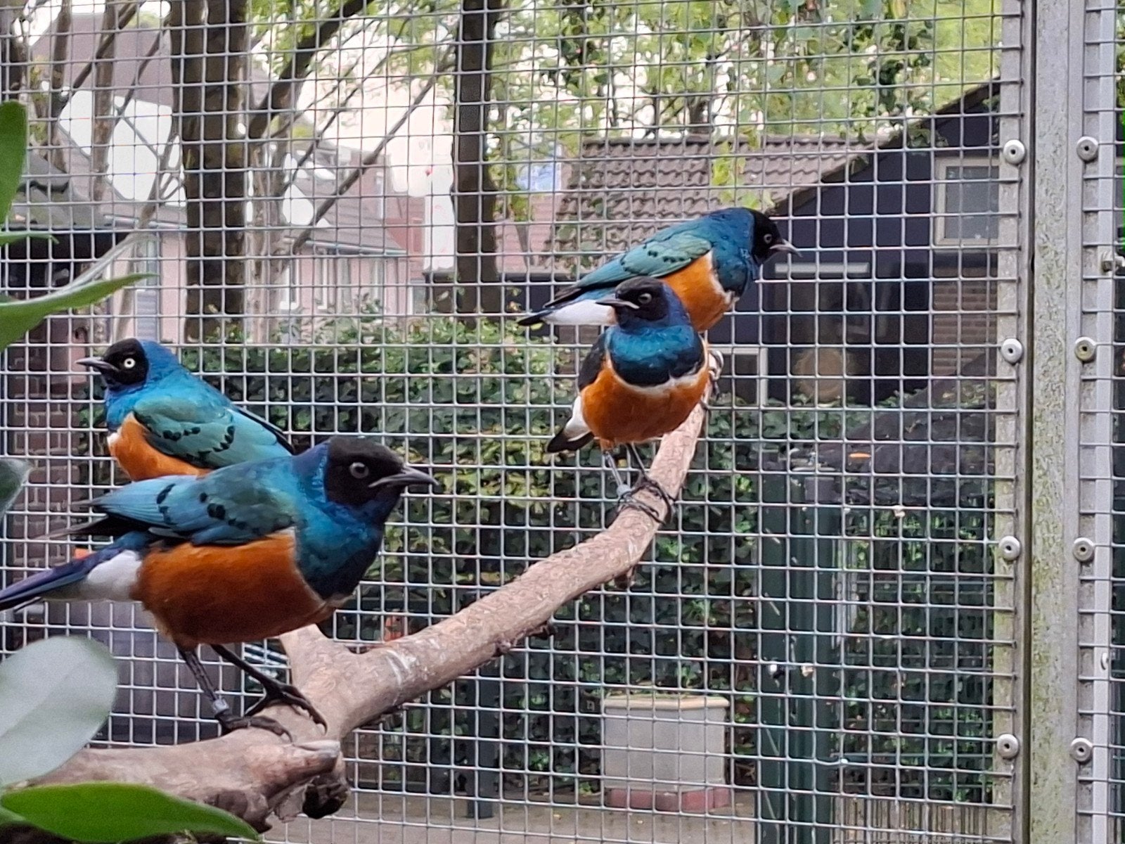 Driekleur glansspreeuw, Dieren en Toebehoren, Meerdere dieren, Geringd