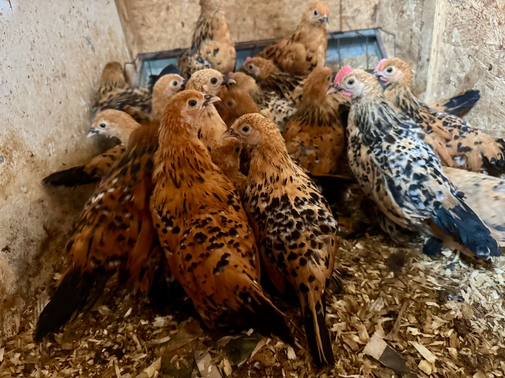 Sabelpootkriel porselein, jonge hennen en hanen, Dieren en Toebehoren, Pluimvee, Meerdere dieren, Kip