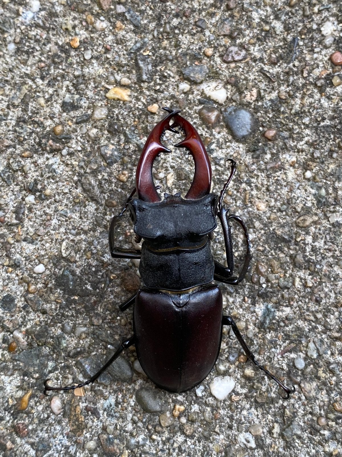 Vliegend hert lucanus cervus hertkever taxidermie preparaat, Verzamelen, Ophalen of Verzenden, Zo goed als nieuw, Insect, Overige typen