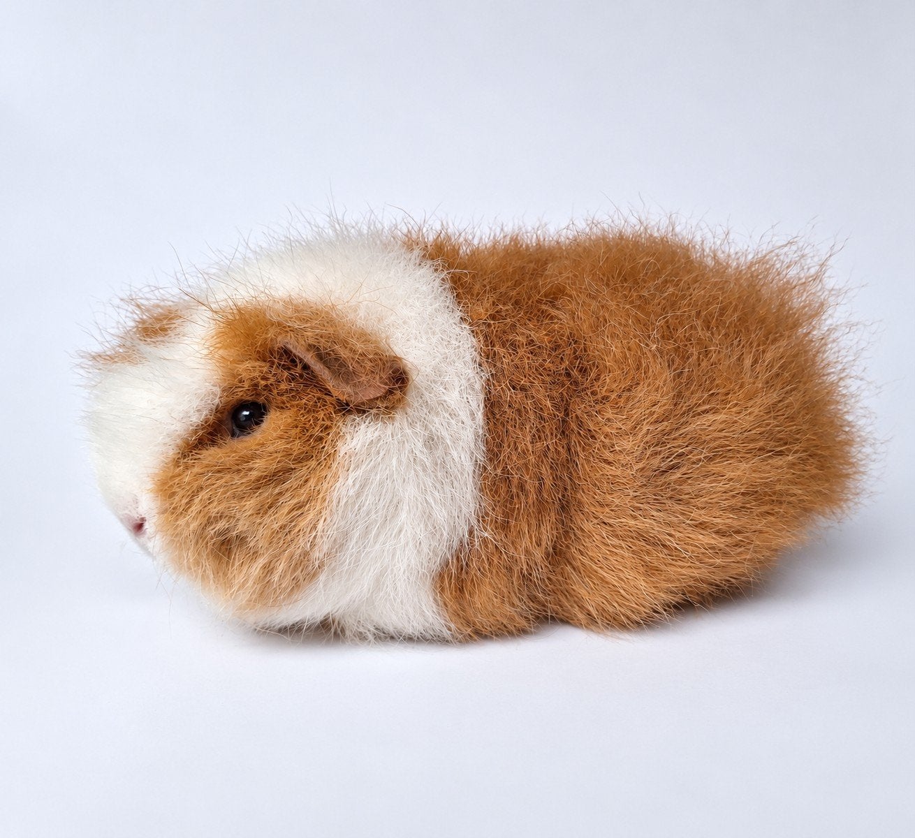Twee jonge Ch teddy zeugjes - wit do - goud/wit, Dieren en Toebehoren, Cavia, Vrouwelijk, Mei, Tam
