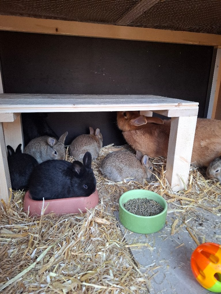Thrianta x Blauwe Wener, Geslacht onbekend, Middelgroot, 0 tot 2 jaar
