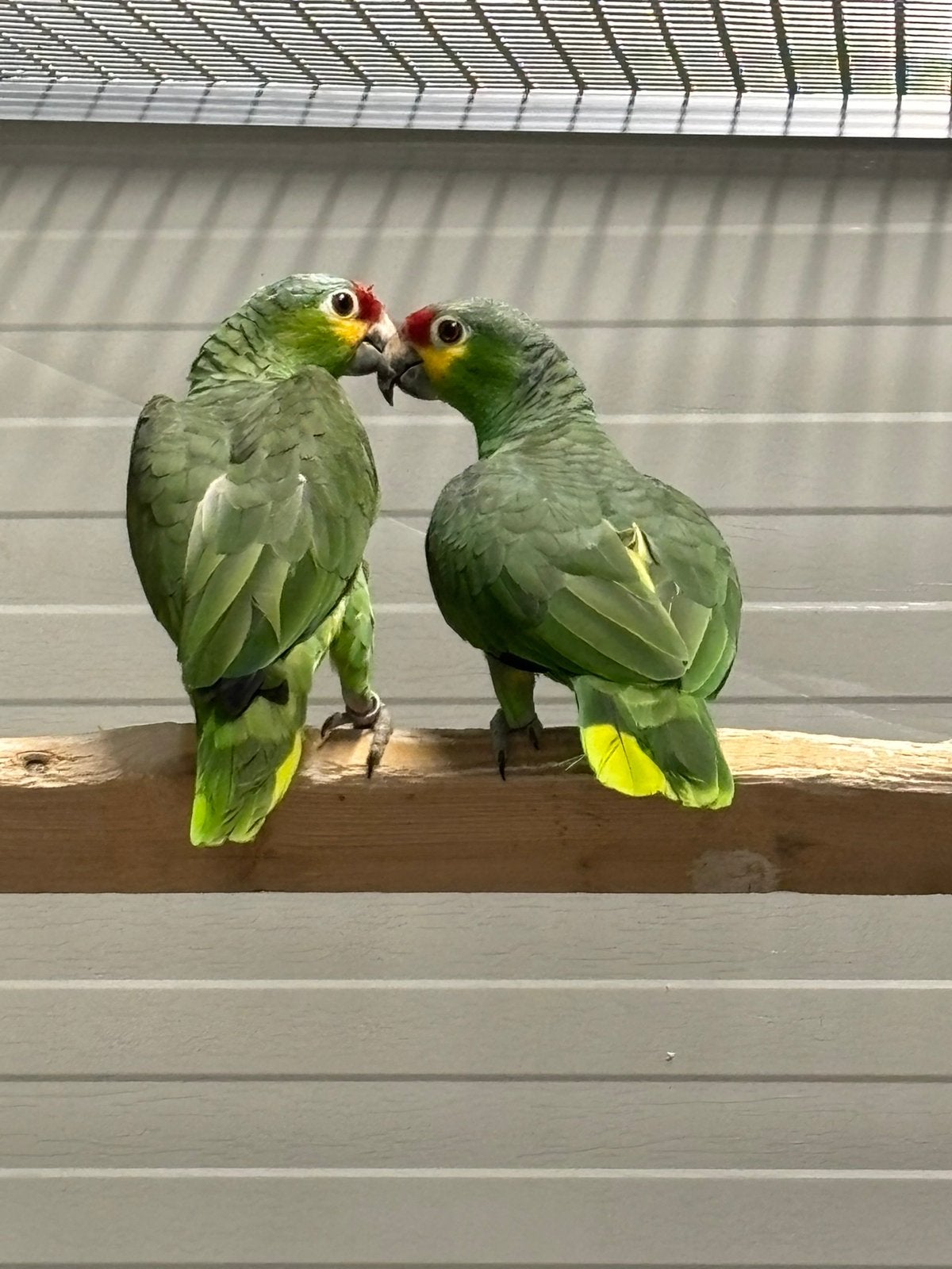 0-2 Geelwang Amazones, Dieren en Toebehoren, Vogels | Parkieten en Papegaaien, Vrouwelijk, Papegaai, Geringd