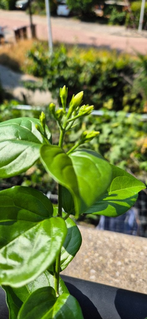 Jasminum sambac (Melati), Volle zon, Vaste plant, Zomer, Ophalen