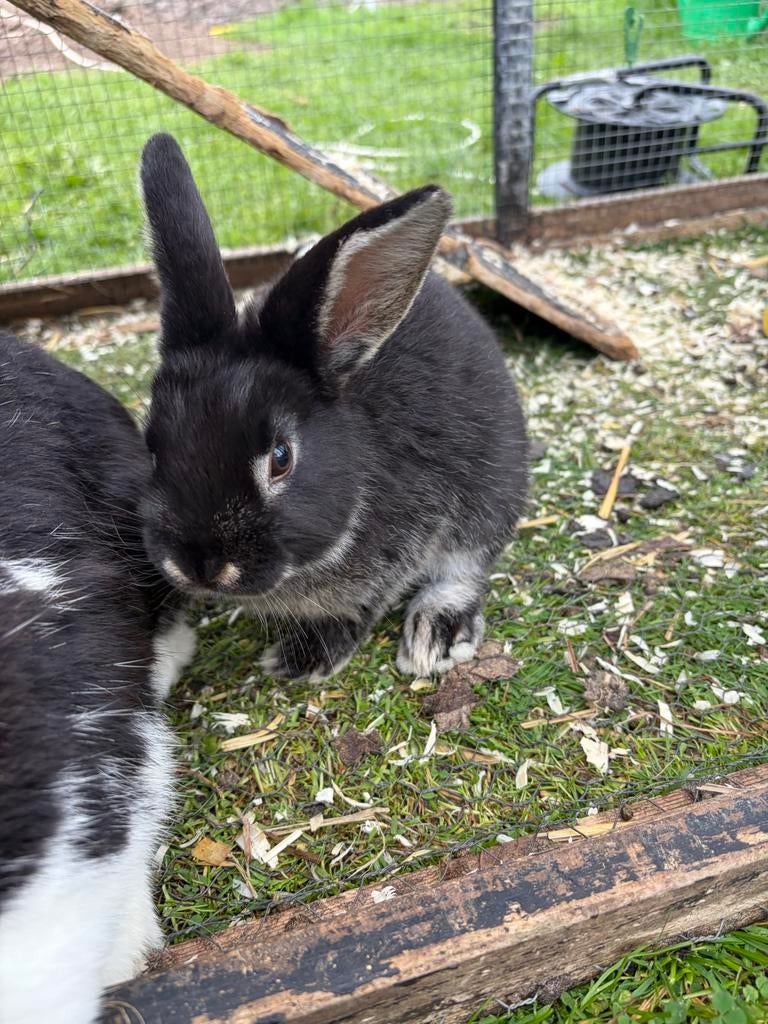 Baby konijn, Dieren en Toebehoren, Konijnen, Mannelijk, Middelgroot, Hangoor, 0 tot 2 jaar