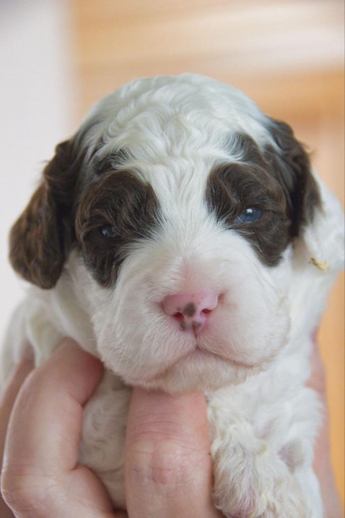 Australian Labradoodle pups, Dieren en Toebehoren, Parvo, 8 tot 15 weken, Meerdere, Meerdere dieren