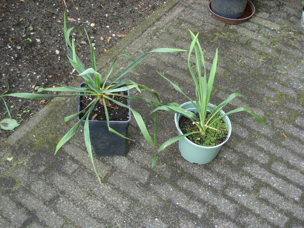 buitenplant yuca, Volle zon, Vaste plant, Zomer, Ophalen