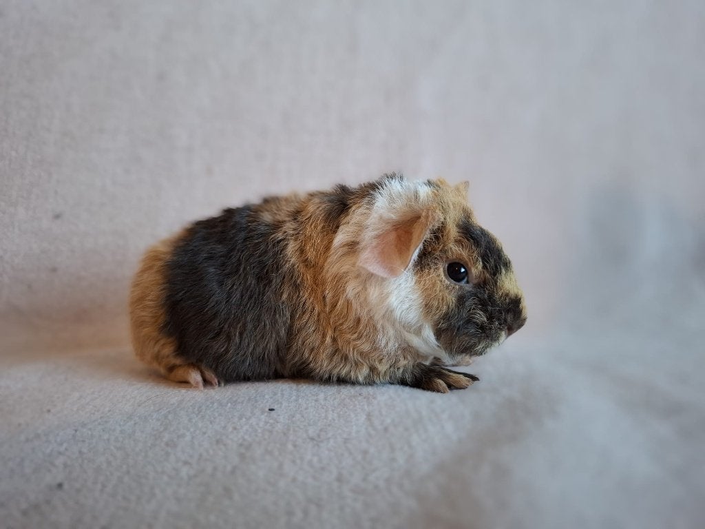 Lieve us teddy cavia's te koop, Dieren en Toebehoren, Knaagdieren, Cavia, Vrouwelijk, Mei, Tam