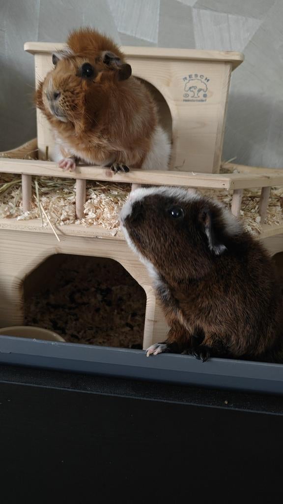 Gezocht: 2 cavia zeugjes!, Dieren en Toebehoren, Knaagdieren, Cavia, April, Vrouwelijk, Tam