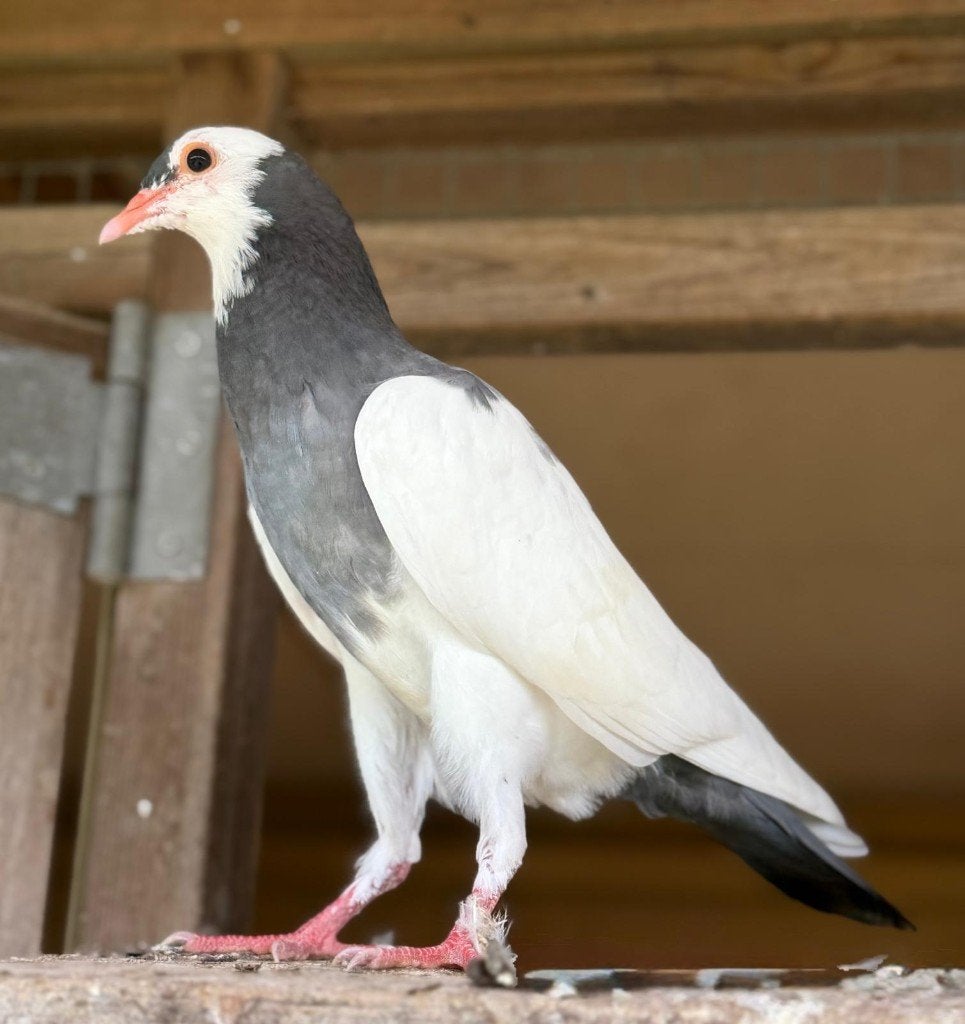 Mooie jonge steller kropper duiven te koop, Dieren en Toebehoren, Meerdere dieren, Overige soorten