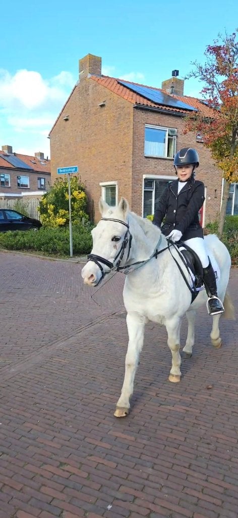 Brave allround  kinderpony, Dieren en Toebehoren, Pony's, Met stamboom, Ruin, 11 jaar of ouder, Recreatiepony