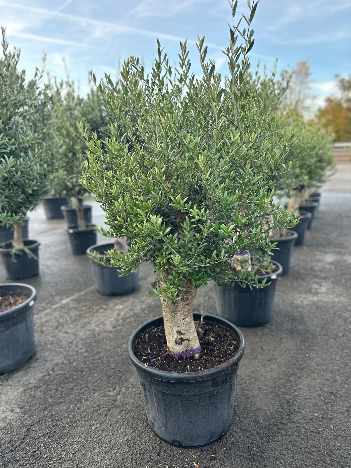 Olijfboom dikke stam pot 70lt, Ophalen of Verzenden, Lente, 100 tot 250 cm, Olijfboom
