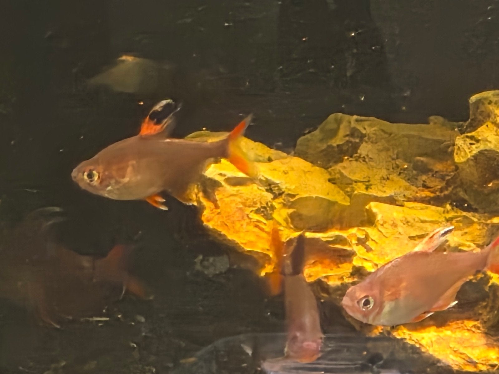 Roze tetra, Megalamphodus rosaceus, Dieren en Toebehoren, Vis, Zoetwatervis, Schoolvis