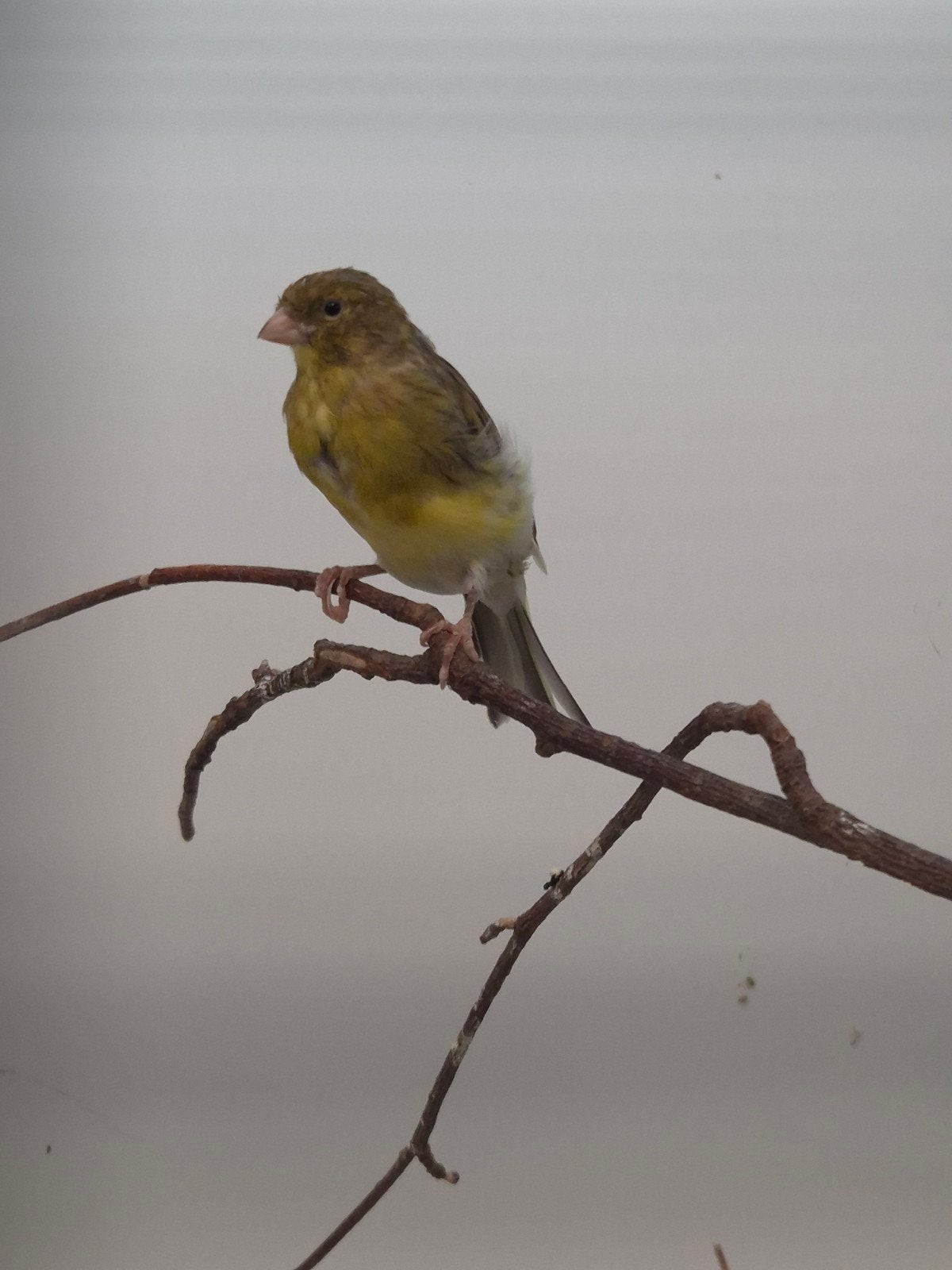 Jonge Kanaries, Dieren en Toebehoren, Vogels | Kanaries, Geslacht onbekend, Kleurkanarie