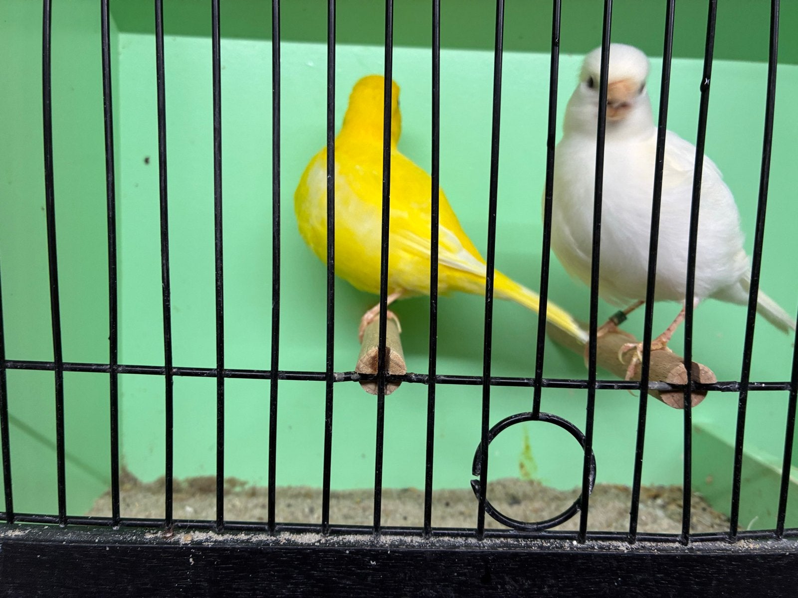 Fife Fancy kanaries, Dieren en Toebehoren, Meerdere dieren, Postuurkanarie