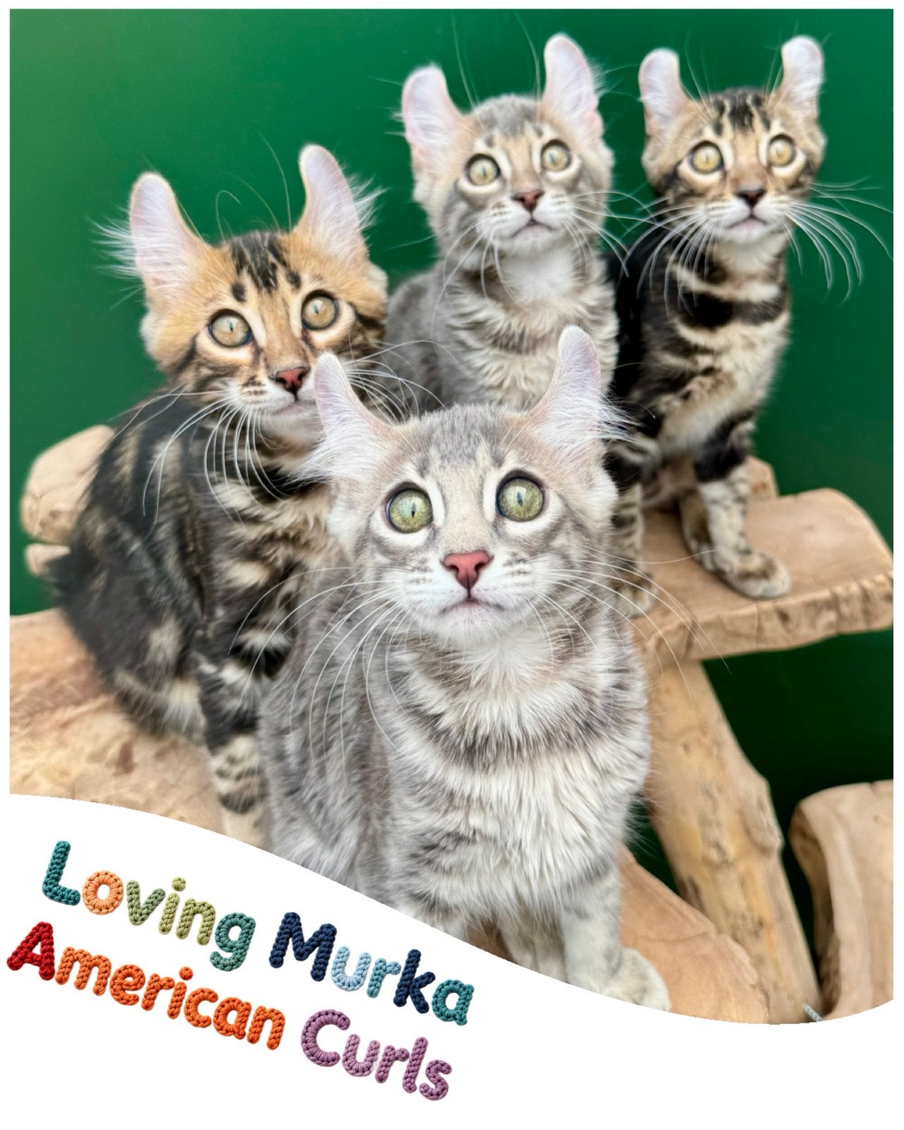 Kittens met fantastisch karakter | americsn curl | stsmboom, Meerdere dieren