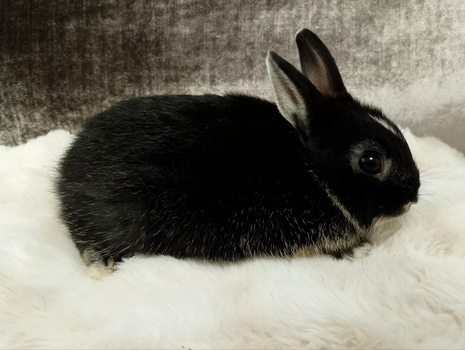 Tamme jonge Dwerg konijntjes, Dieren en Toebehoren, Meerdere dieren, Dwerg, 0 tot 2 jaar