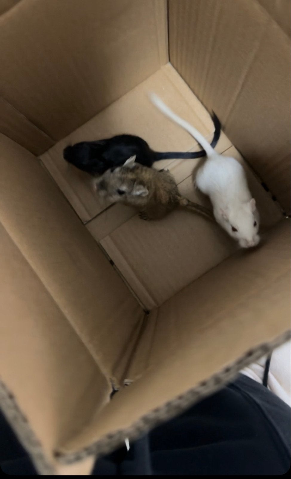 Woestijn ratjes, Dieren en Toebehoren, Knaagdieren, Rat, Vrouwelijk, Mei, Tam