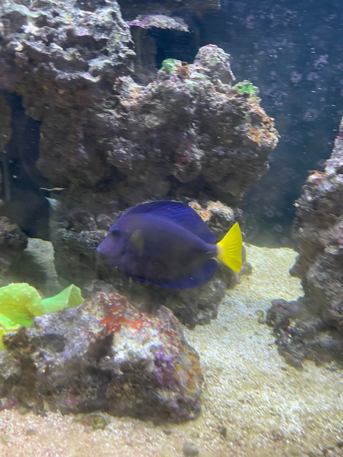 Paarse doktersvis/zebrasoma xanthurum, Vis