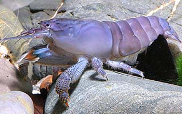 Hobbyaquarium Blauwe waaierhandgarnaal, Kreeft, Krab of Garnaal, Zoetwatervis, Schoolvis