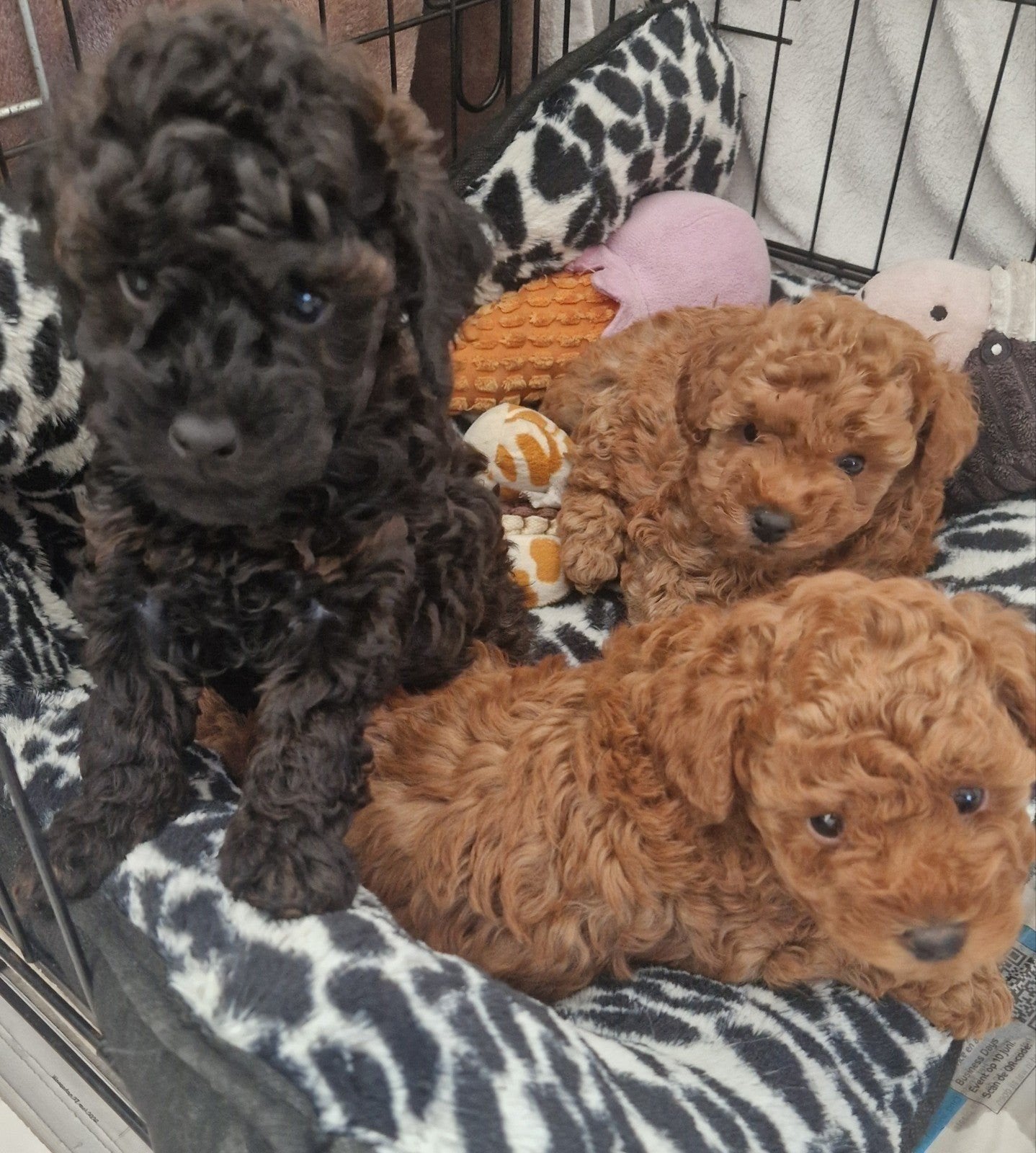 Toy Poedel pups VanGeteste Ouders Opa ,s en Oma,s Bekend, Poedel, 8 tot 15 weken, Meerdere, Meerdere dieren