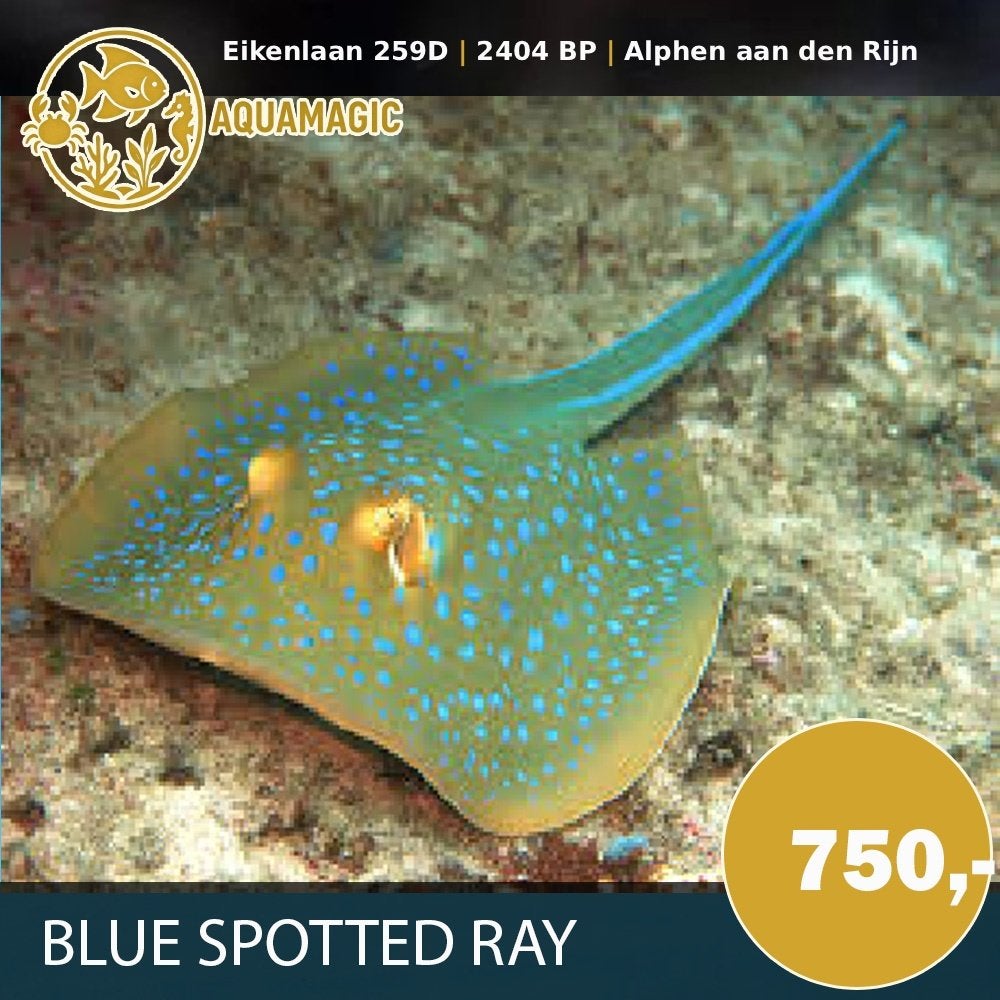 blue spotted ray, Dieren en Toebehoren, Vissen | Aquariumvissen, Vis, Zoutwatervis