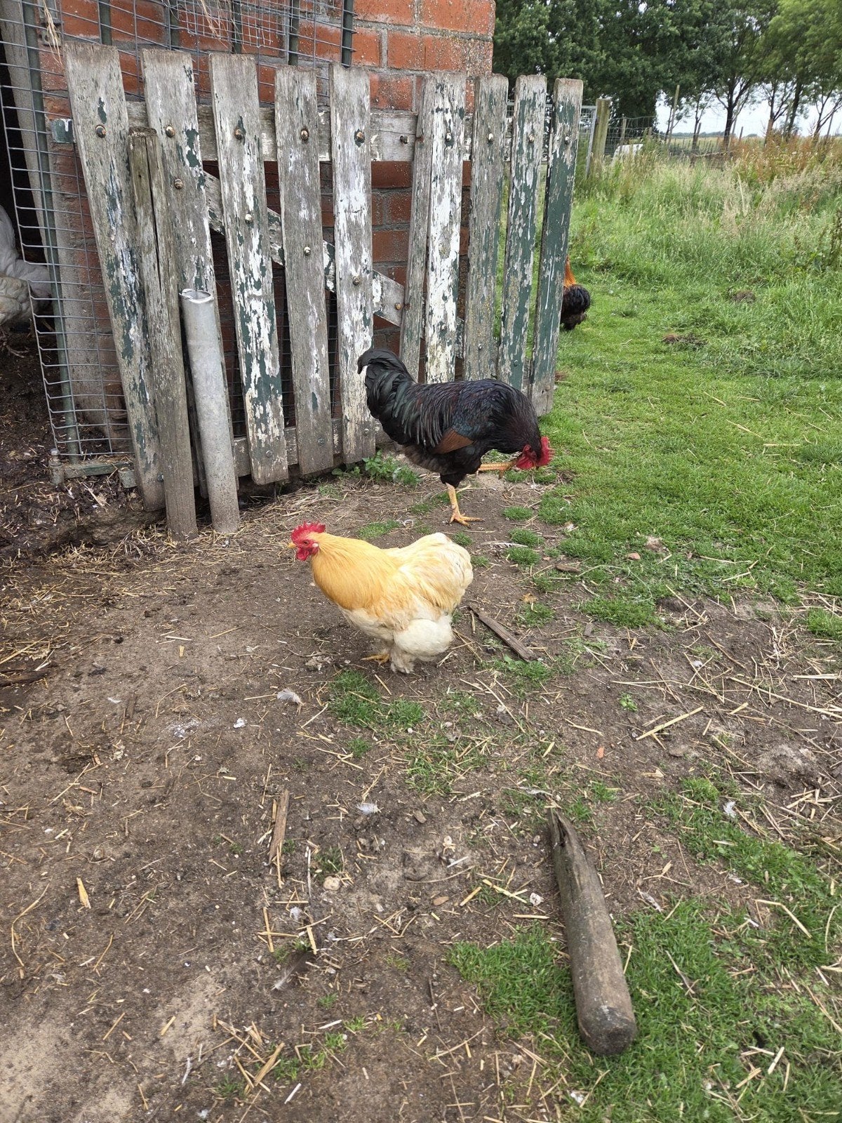 Cochin krielhaan., Dieren en Toebehoren, Pluimvee, Mannelijk, Kip